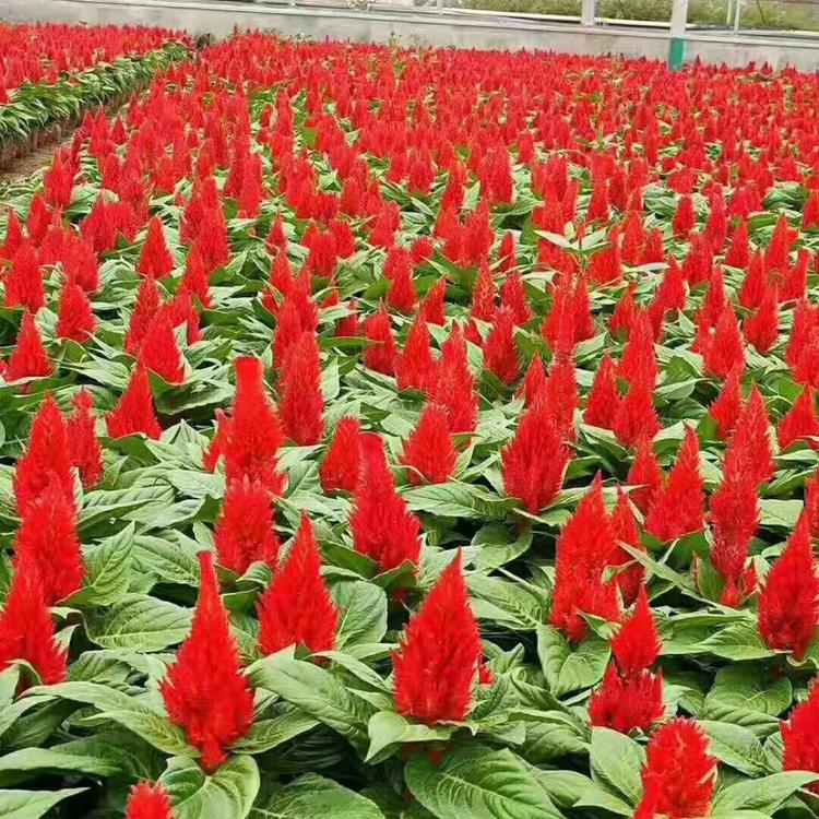 求购世纪红     世纪红批发价格   世纪红种植基地