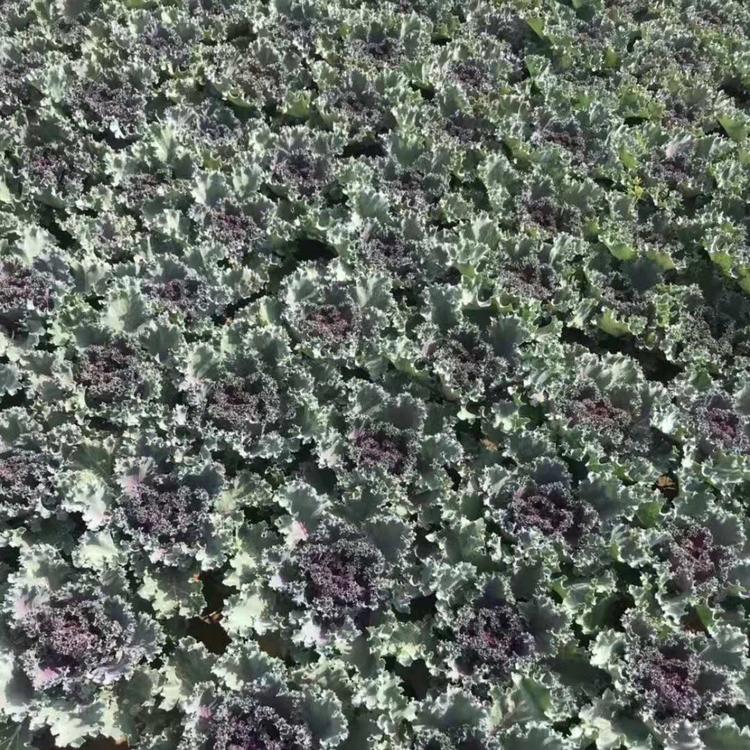 羽衣甘蓝种植基地    山东羽衣甘蓝批发  羽衣甘蓝价格