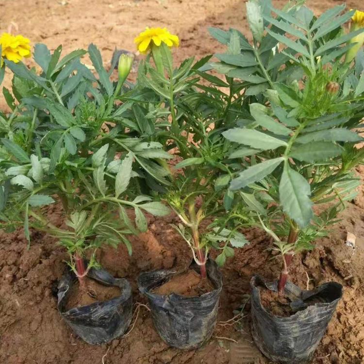 孔雀草批发价格    出售孔雀草价格   孔雀草报价