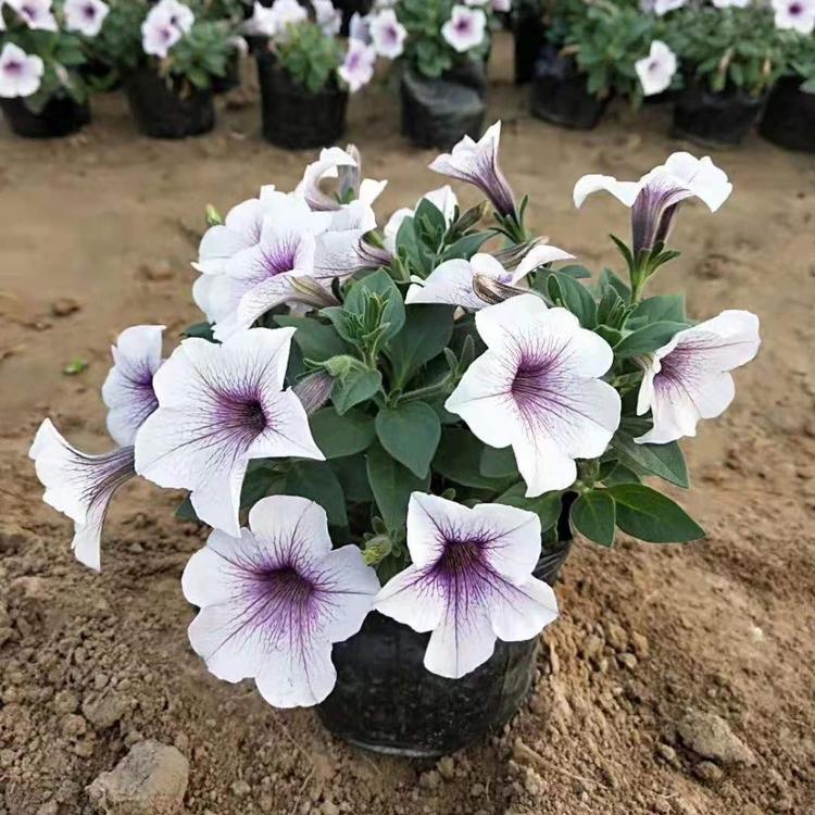 青州垂吊牵牛    垂吊牵牛批发商   垂吊牵牛供应