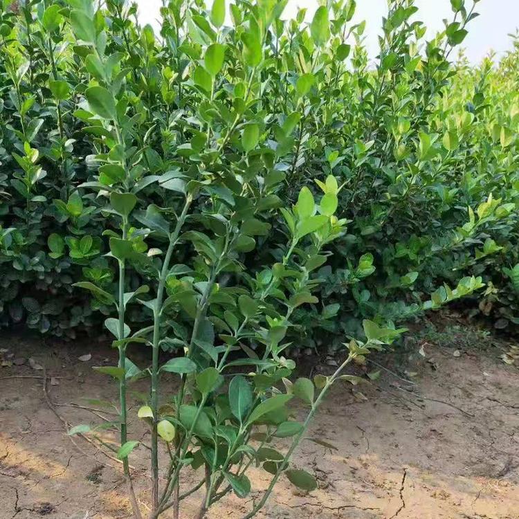 江苏胶东卫矛供应商  山东卫矛批发  大叶扶芳藤价格