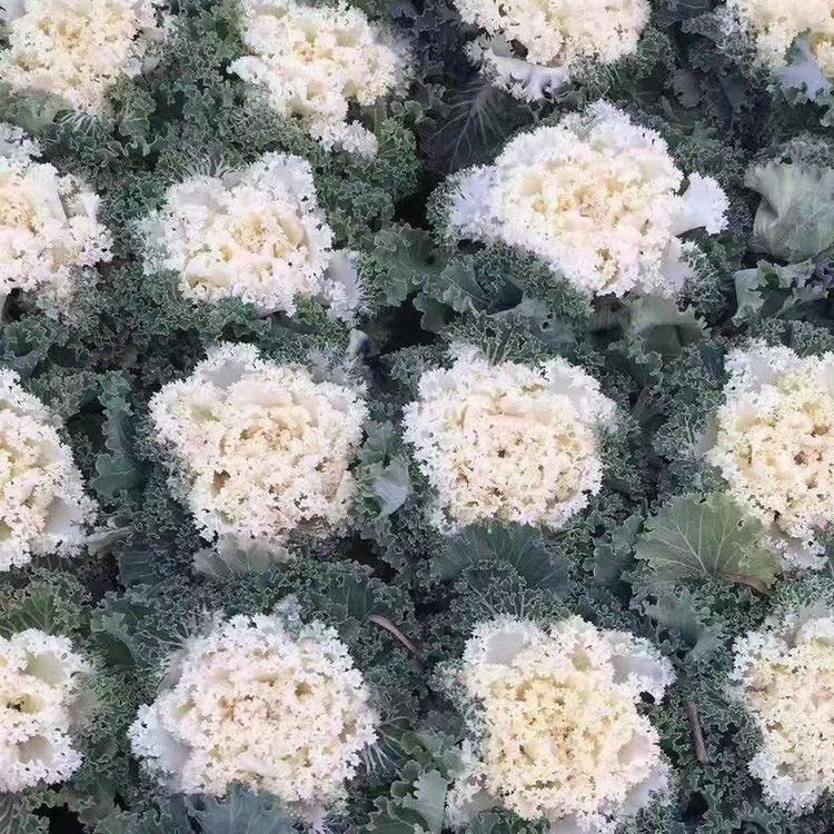 羽衣甘蓝 羽衣甘蓝种植基地 青州羽衣甘蓝 羽衣甘蓝价格