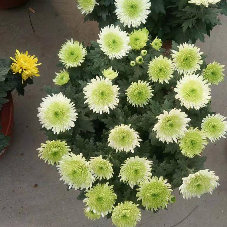 批发金皇后菊花  菊花培育基地 租摆花卉 金皇后菊花批发商 凯洋