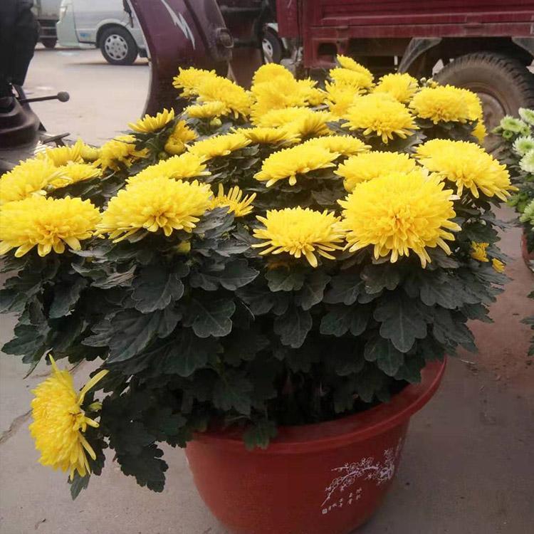 菊花_金皇后菊花  山东金皇后菊花批发商 菊花基地种植