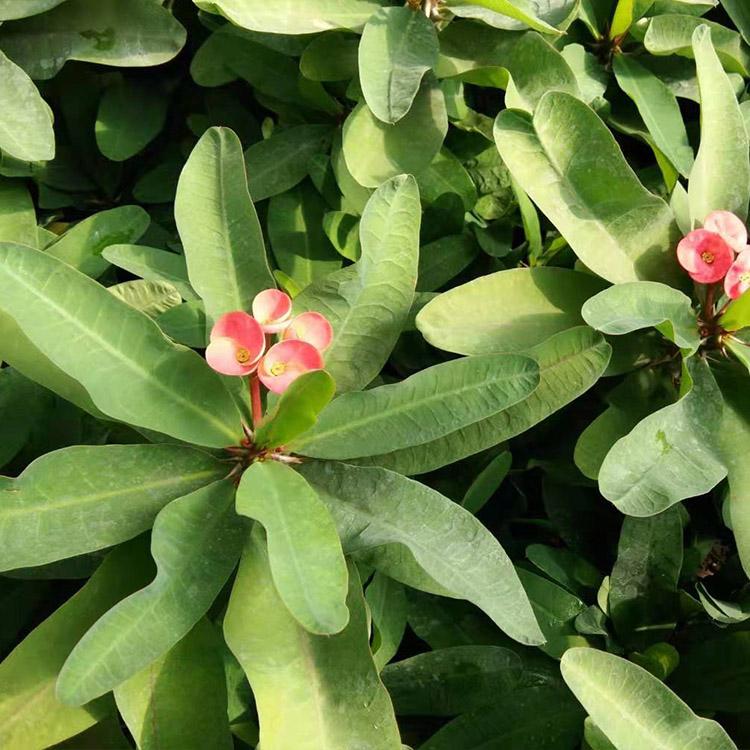 刺梅 大叶刺梅价格 绿植盆栽 刺梅批发商 青州凯洋
