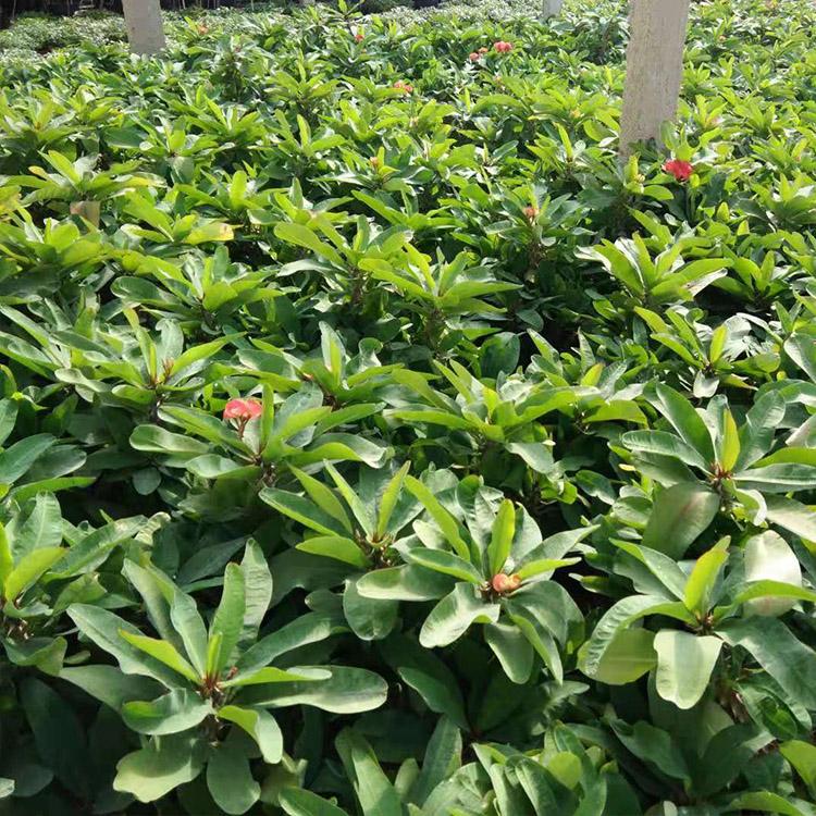 刺梅供应 大叶刺梅批发 青州凯洋 现货供应 绿植盆栽 刺梅