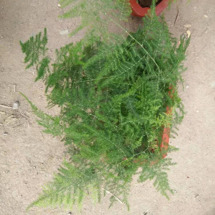 文竹 盆栽绿植 山东文竹##惠 文竹种植基地 推荐【凯洋】