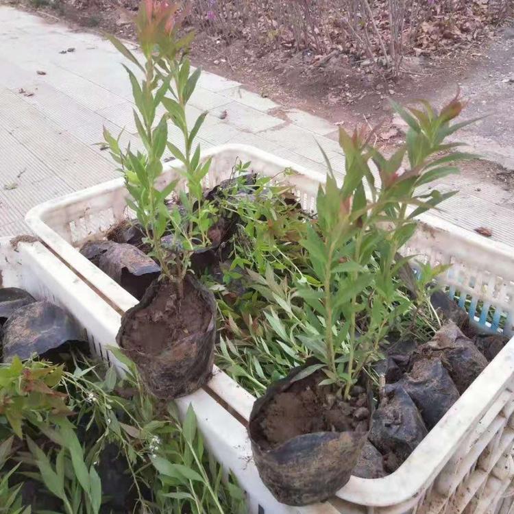 大量供应青州绣线菊价格 绣线菊基地 久顺花卉