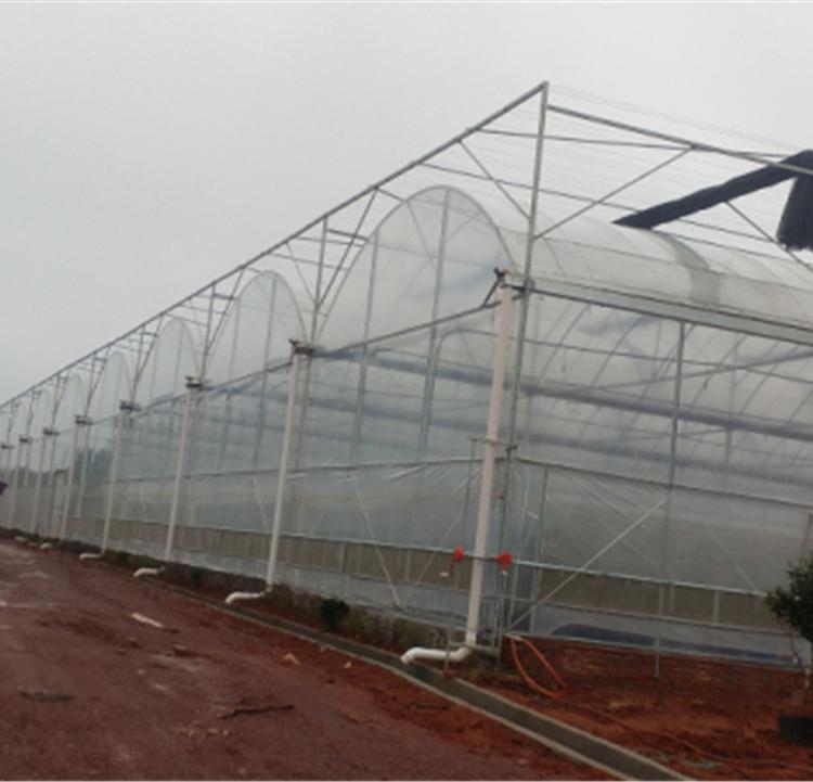 青州连栋薄膜温室_连栋薄膜大棚建造商_润隆温室提供高质量的温室大棚