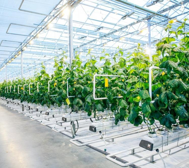 无土栽培温室椰糠种植西红柿黄瓜蔬菜高产量低人力投入