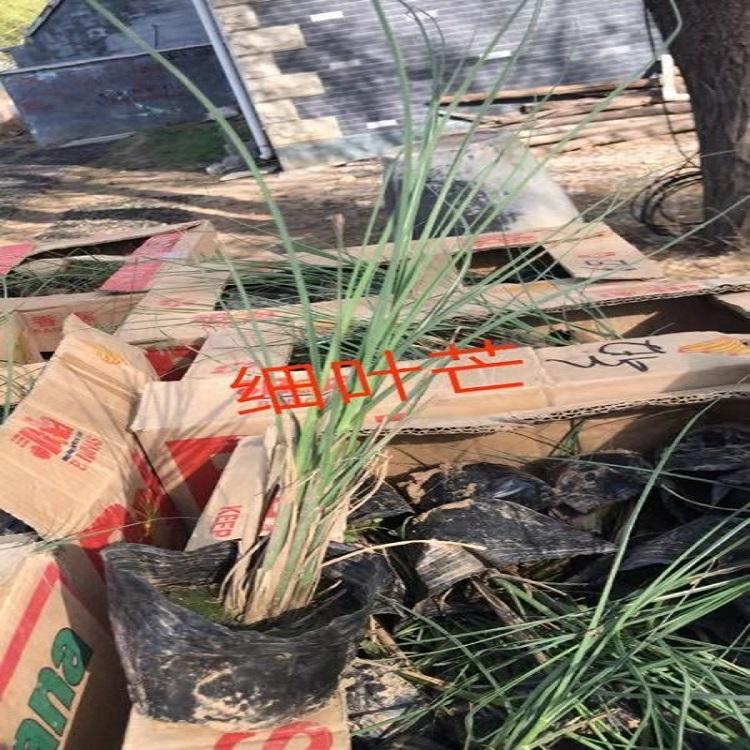 细叶芒价格 批发细叶芒 杯苗细叶芒 多年生草本植物