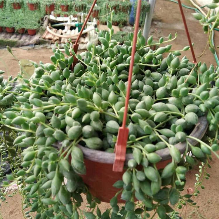 珍珠||情人泪批发商 青州凯洋 基地种植情人泪