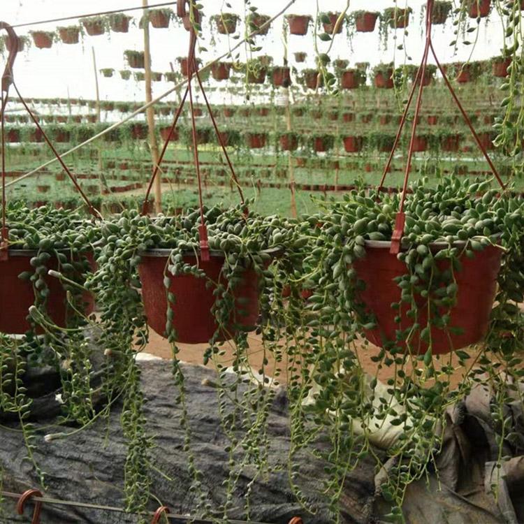 情人泪供应 出售珍珠 情人泪培育基地 盆栽植物
