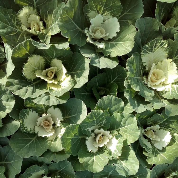 抗冻草花_羽衣甘蓝发货基地 叶牡丹发往全国