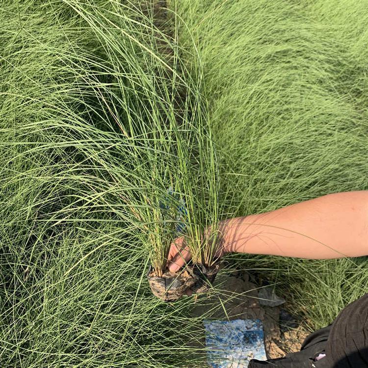粉黛乱子草种植基地  粉黛乱子草价格