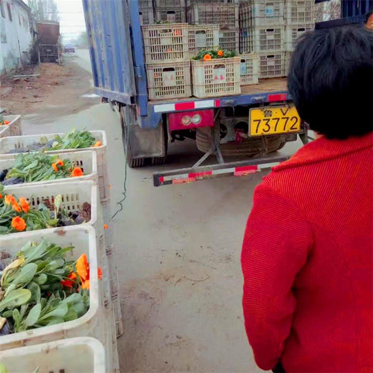 福禄考小苗  福禄考报价  福禄考种植基地