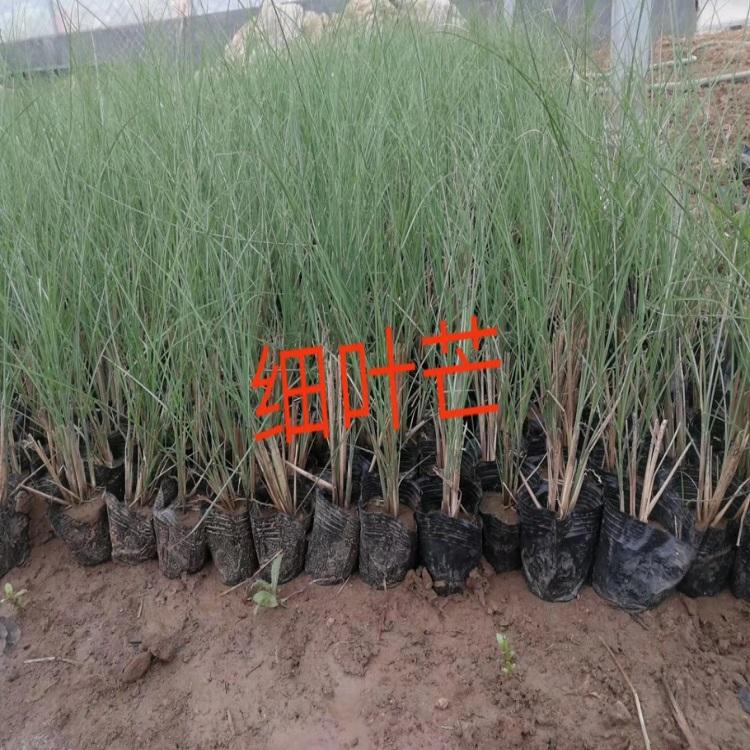 细叶芒种植  大型细叶芒批发