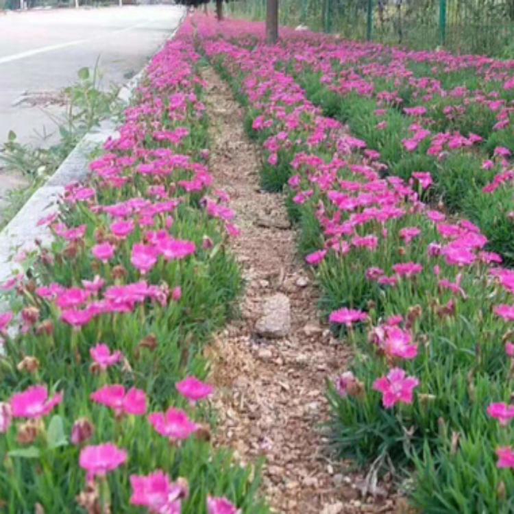 谁知道【欧石竹多少钱】欧石竹种植基地-为您报价