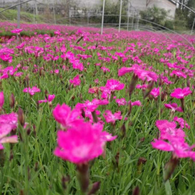 欧石竹批发价格（地邦）欧石竹基地