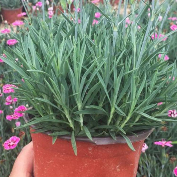 彩虹石竹 彩虹石竹批发价格 青州花卉种植基地