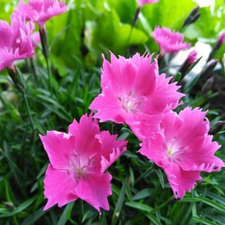 地邦（三色堇出售）三色堇种植基地