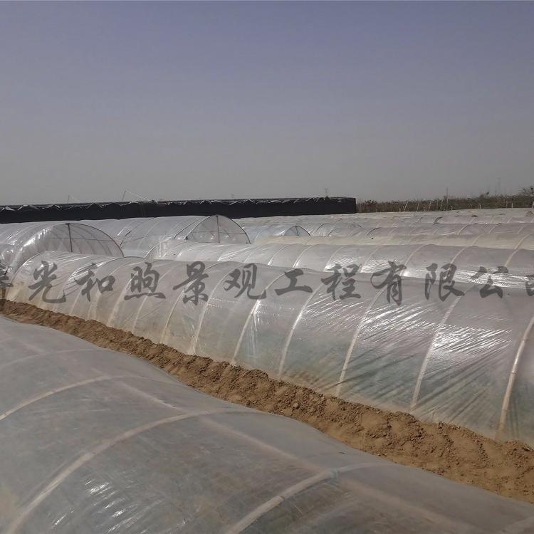 塑料温室大棚 蔬菜春季早熟大棚 栽培温室大棚和秋季延后栽培大棚 温室大棚