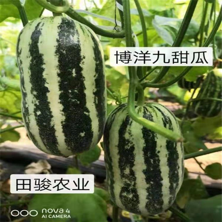 博洋九羊角蜜苗  博洋九号种苗 供应商田骏