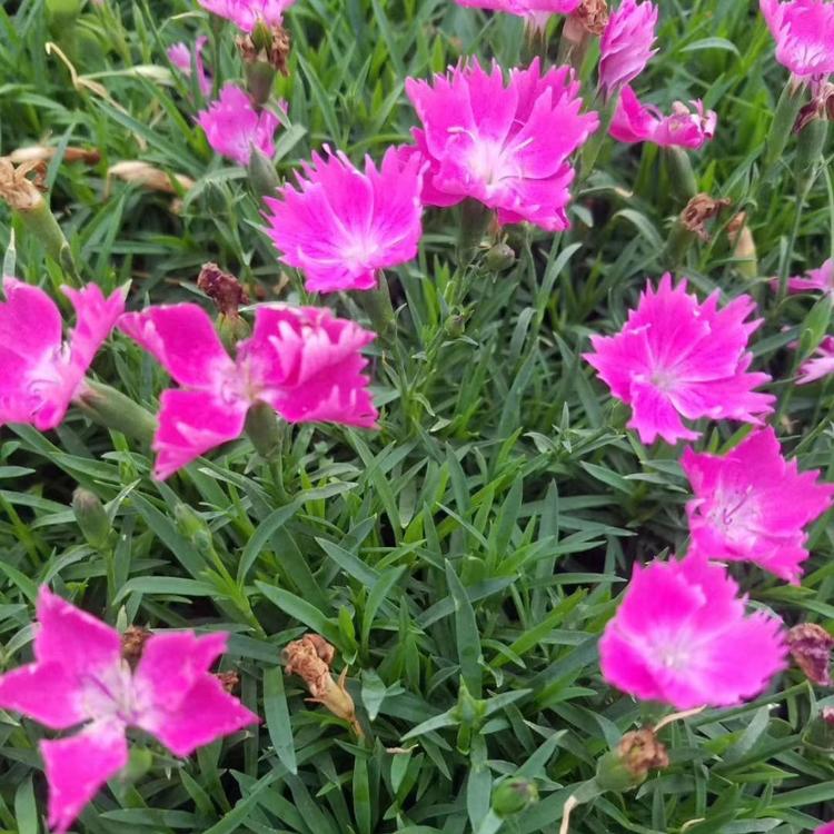 花卉新宠耐寒宿根欧石竹 久顺基地直销优良好成活欧石竹