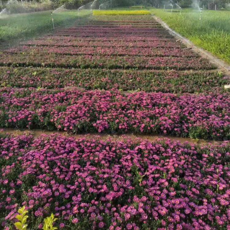 荷兰菊批发价格  荷兰菊种植基地  久顺花卉