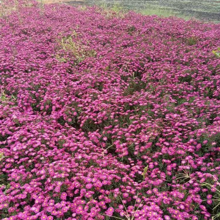 荷兰菊种植基地   青州荷兰菊培育基地 久顺花卉