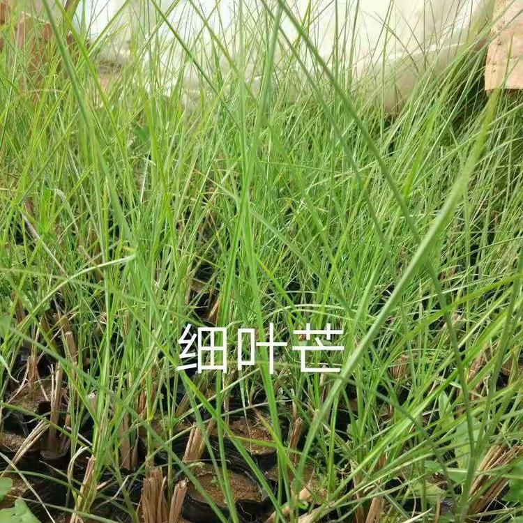 细叶芒种植   山东细叶芒基地  丰林