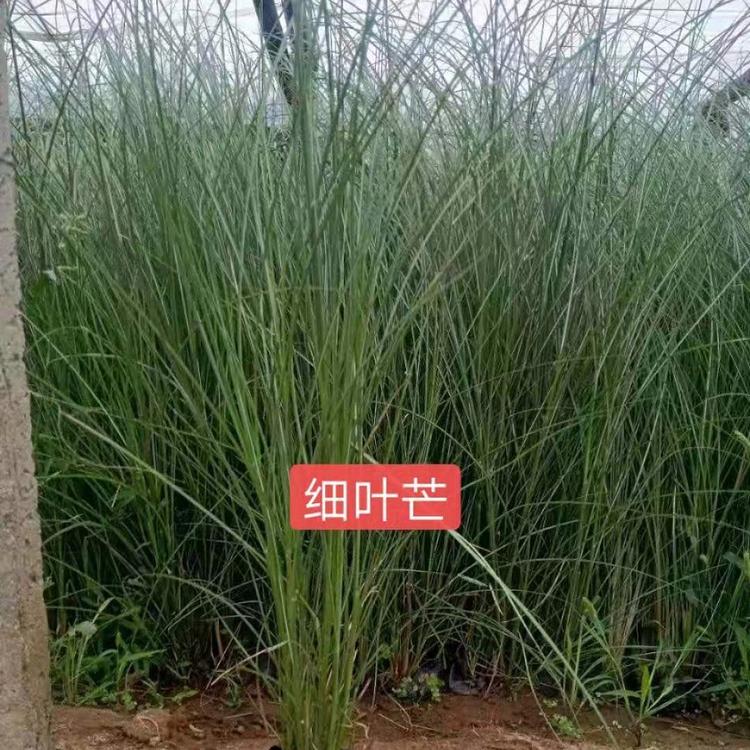 细叶芒批发  细叶芒种植基地  丰林