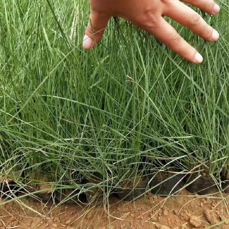粉黛乱子草 基地种植粉黛乱子草 花海景观 青州禹阳批发粉黛乱子草