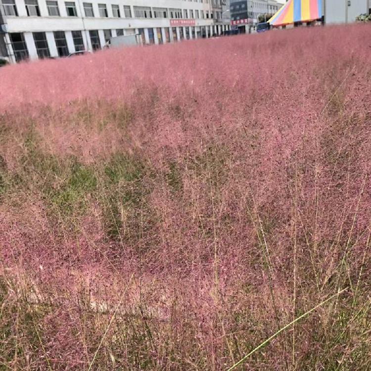 基地种植粉黛乱子草 优良的粉黛乱子草供应商 青州禹阳