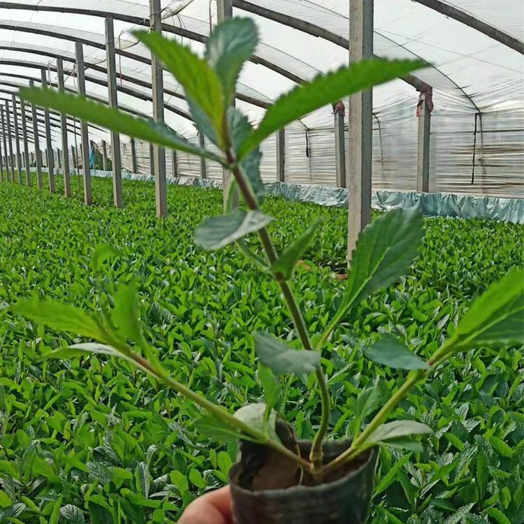 马鞭草批发商 青州凯洋 马鞭草培育基地 基地种植马鞭草