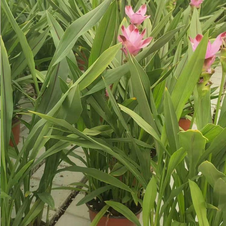 姜荷花 基地种植姜荷花 优良的姜荷花培育基地 青州凯洋