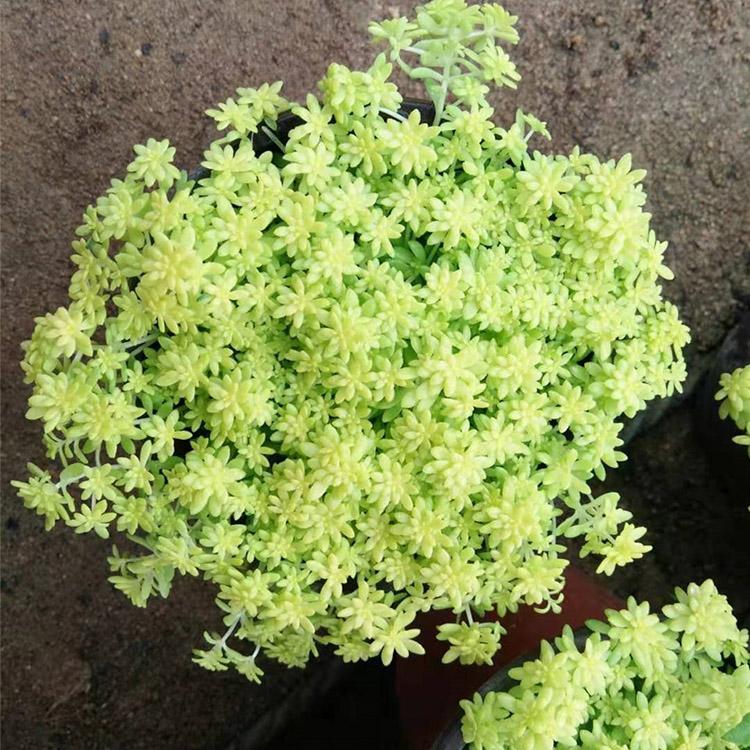 黄金草 山东黄金草培育基地 青州凯洋批发黄金草