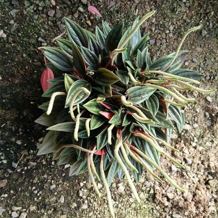 红天使基地供应 山东红天使哪家好【推荐】凯洋 现货供应盆栽红天使