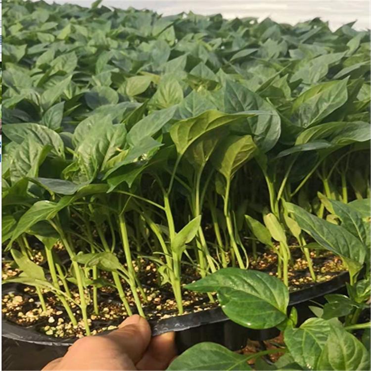 红方椒种苗   温室种植方椒种苗  辣椒苗厂家批发