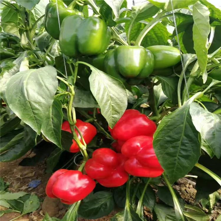 灯笼椒种苗  菜椒种苗  长势好辣椒苗  颖霖批发