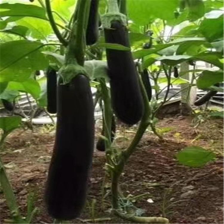 茄子苗  圆茄种苗   长茄种苗  颖霖育苗