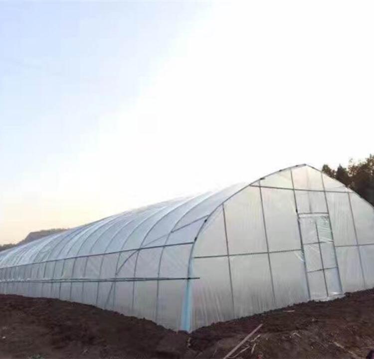 设计安装单拱温室-蔬菜大棚承建