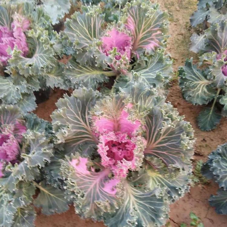 青州羽衣甘蓝批发价格 草花花卉大量供应中