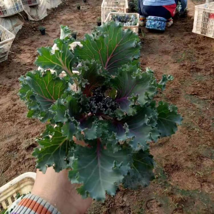 性价比高的羽衣甘蓝 耐寒耐冻羽衣甘蓝批发