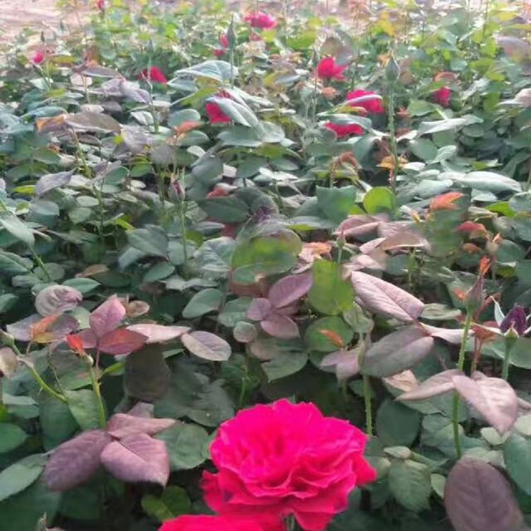 青州红帽月季批发价格 各种花卉大量供应中