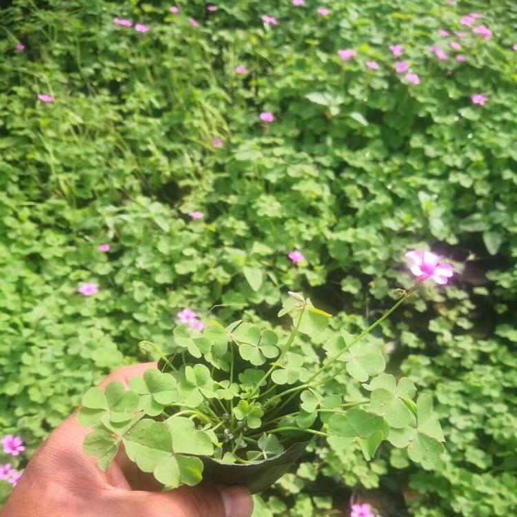 青州绿叶醡浆草批发价格 宿根花卉哪里有