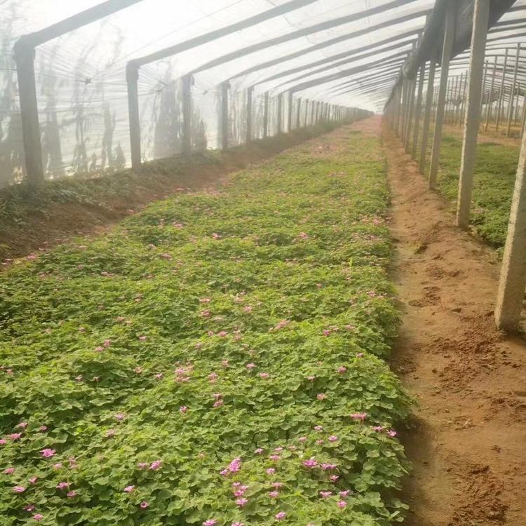 青州绿叶醡浆草种植基地 性价比高的花卉苗木供应
