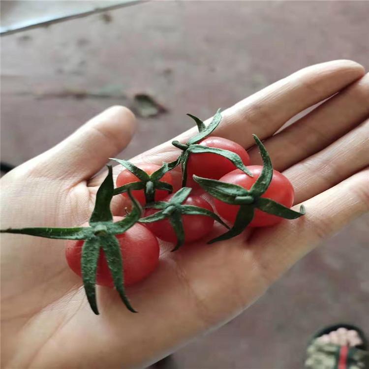 抗病毒 小番茄种苗   抗TY小西红柿种苗  批发