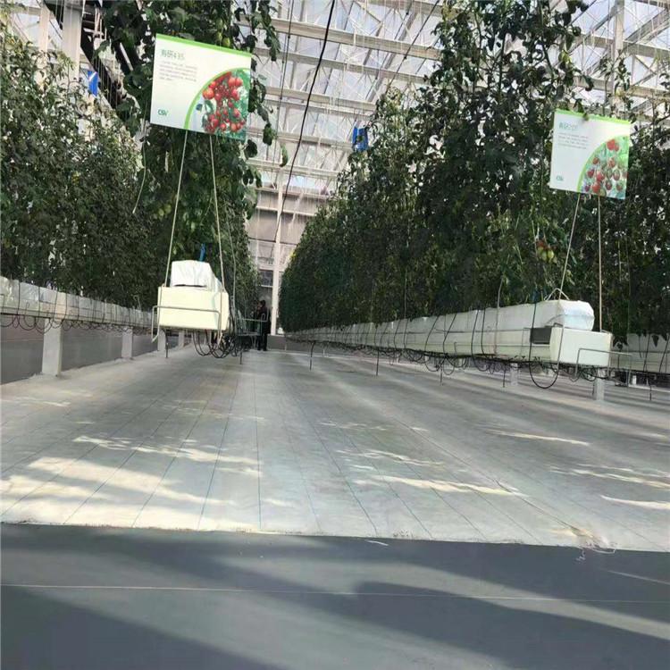 番茄工厂无土栽培 垂吊式栽培 椰糠栽培大棚水培管道营养液种植槽