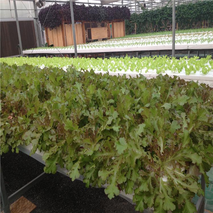 种植槽栽培 立体种植无土栽培 漂浮板水培种植 深液流栽培 多层种植